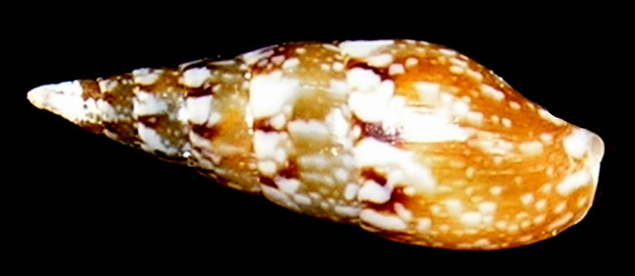 Mitrella lanceolata ??